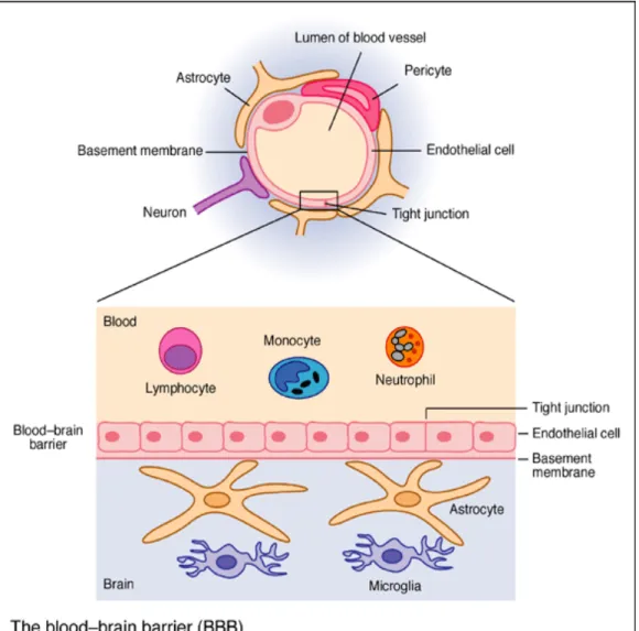 Figure 5 : La barrière hémato-méningée (BBB) 