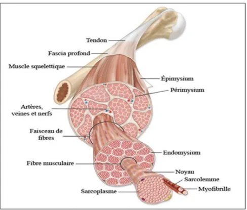 Figure 1 : Structure du muscle squelettique 