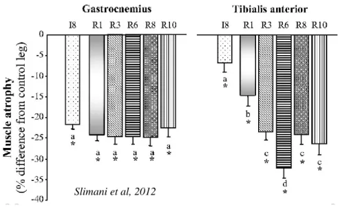 Figure 2 : Evolution de l’atrophie musculaire dans le Gastrocnemius et dans le  Tibialis Anterior suite à l’immobilisation par plâtrage chez le rat adulte