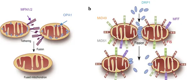 Figure  4 :  Schémas  des  phénomènes  de  fusion  (a)  et  fission  (b)  mitochondriale  chez  les  mammifères 