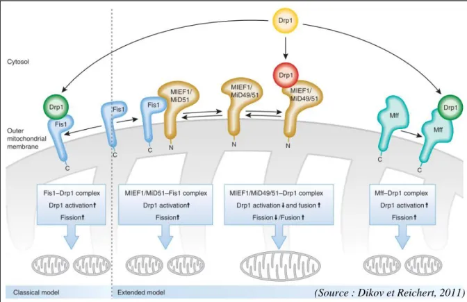 Figure 5 : Illustration des différents modèles de fission mitochondriale chez les mammifères 