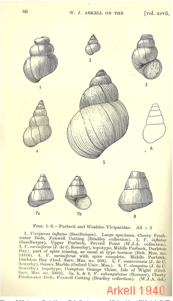 Figure 3 Viviparus Cariniferus (Paludina) et autres Viviparidae ( W.J. Arkell, The gastropods of the  Purbeck Beds, conférence du 26 Juin 1940.)