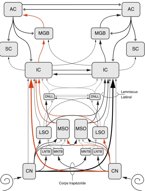 Figure 1.3 – Voie auditive ascendante. Schéma simplifié de la voie auditive ascendante de la cochlée au cortex auditif