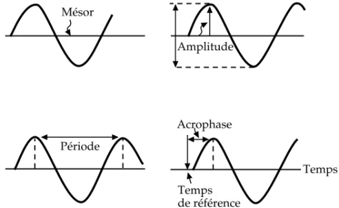 Figure 1.1 : Paramètres caractéristiques d’une fonction rythmique (d’après Touitou et Haus, 1994)