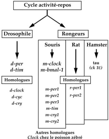 Figure 2.1 : Identification des gènes du rythme circadien à partir de mutants chimio-induits ou spontanés du cycle activité-repos 19