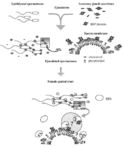 Figure  1-13:  Mécanisme  de  la  capacitation  des  spermatozoïdes  bovins  par  les  BSP  11 