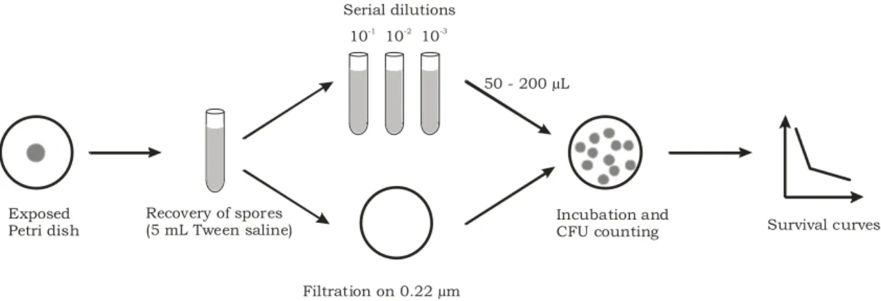 Figure 2. Diagram showing the different steps of microorganism recovery after their exposure to  ozone