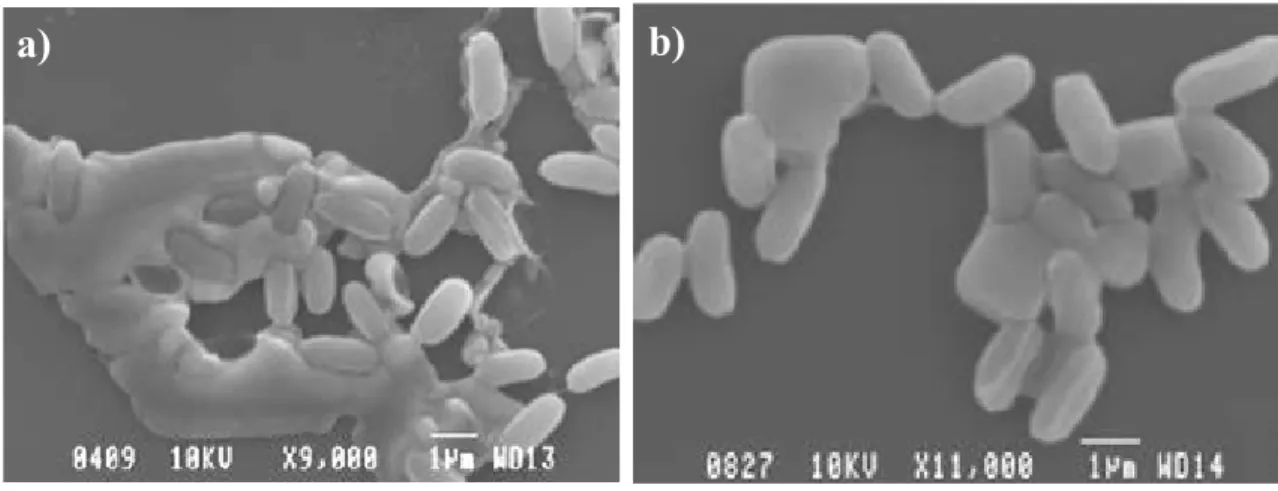 Figure 6. SEM micrographs of &#34;embedded&#34; and &#34;clean&#34; unexposed G. stearothermophilus spores  (deposited on polystyrene Petri dishes)