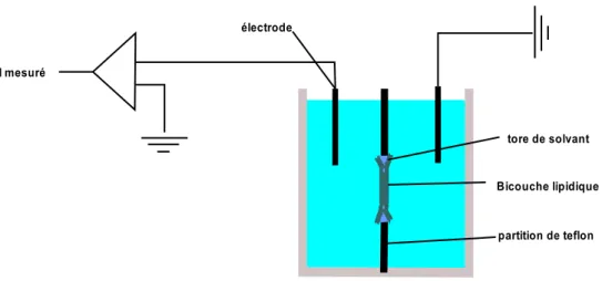Figure 1.2 : Montage permettant d’étudier les caractéristiques  électrophysiologiques des BLMs