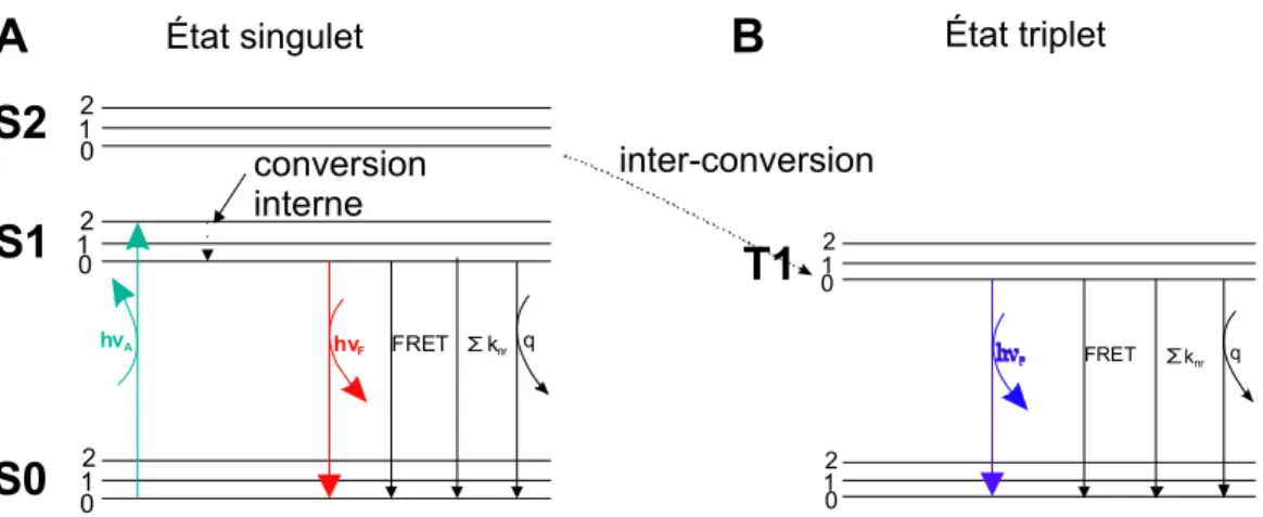 Figure 1.3.:  Diagramme de Jablonski. A. Excitation électronique d’une molécule (vert) à  différents niveaux d’excitation