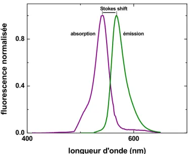 Figure 1.4. : déplacement de Stokes sur les spectres d’absorption et d’émission  du tétraméthylrhodamine-5-maléimide (TMRM)