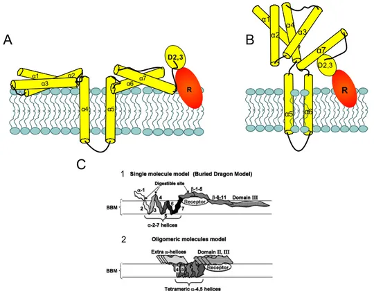 Figure 1.8. : différents modèles d’insertion et de formation de pore de la Cry1Aa :  