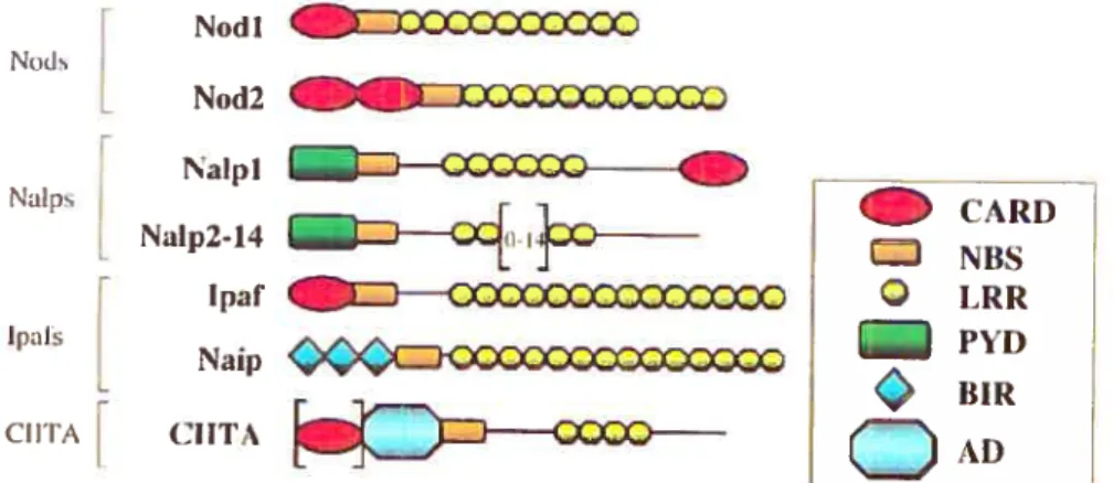 Figure 2: Protéines NBS-LRR. Sont illustrés les principaux membres des protéines NBS-LRR, avec leurs caractéristiques structurales.