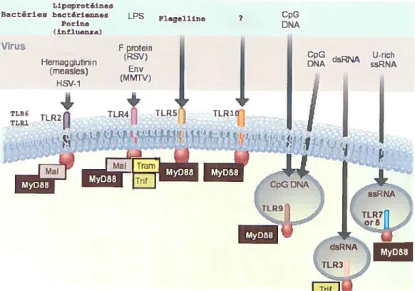 figure 7: TLR et leurs ligands. Les TLR sont des récepteurs transmembranaires capables de reconnaître des patrons associés à des pathogènes (PAMPS)