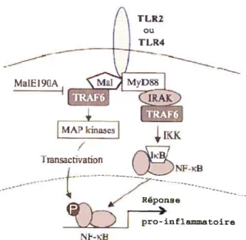 figure 9: Rôles de TIRAP et MyD8$ dans la signalisation reliée à TLR4 et TLR2. Modifié à partir de Manseli A, Brint E, Gotild JA