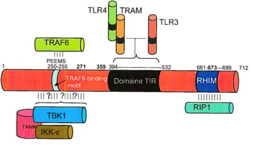 Figure 10: Représentation linéaire schématique des domaines de TRIF et des protéines s’y associant