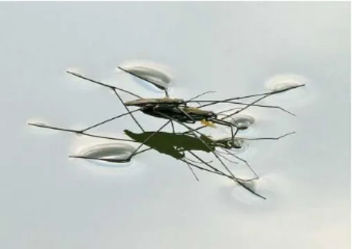 Figure 1.1 – Illustration de la tension de surface due aux attractions intermoléculaires : certains insectes arrivent à marcher sur l’eau.