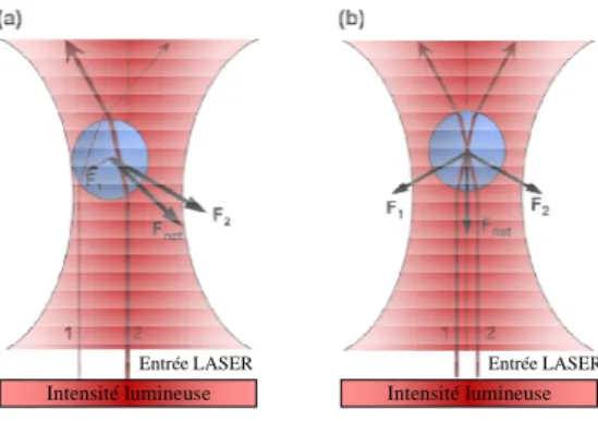Figure 1.2 – Principe physique de la pince optique : la particule est attirée vers le centre du faisceau laser (a) ; la particule au centre du faisceau subit une force résultante verticale suivant l’axe optique (b).