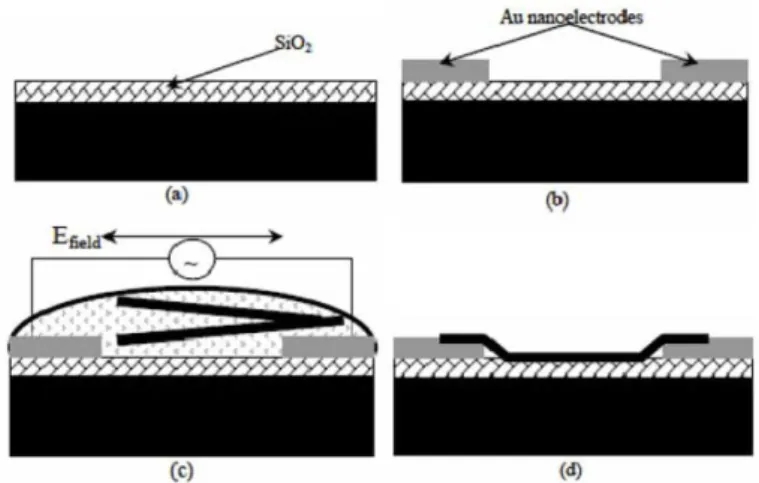 Figure 2.9 – Nano assemblage des CNTs dans un champ électrique. (a) et (b) déposition des électrodes, (c) application du champ électrique et suspension des CNTs, (d) dépôt des CNTs après élimination du champ [74].