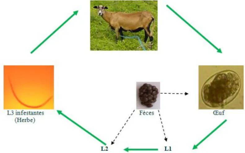 Figure 1 : Cycle parasitaire d' Haemonchus Contortus 