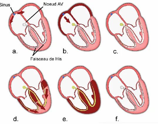 Figure 1.1: La propagation de l’influx électrique dans le cœur. Elle prend naissance dans le nœud sinusal (a)  passe dans les oreillettes (b) puis dans le nœud auriculo-ventriculaire
