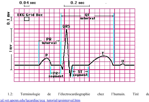 Figure  1.2:  Terminologie  de  l’électrocardiographie  chez  l’humain.  Tiré  de: 