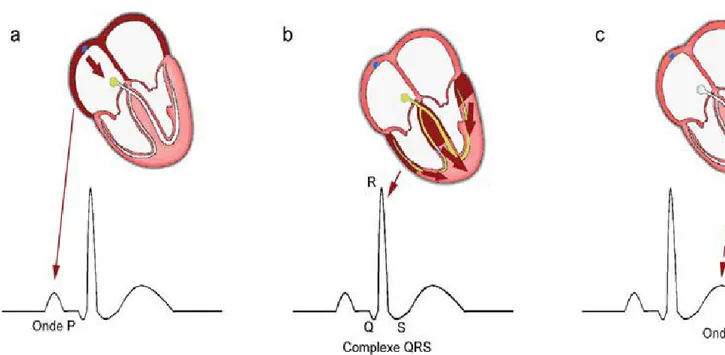 Figure  1.3:  Les  composantes  du  cycle  cardiaque.  La  dépolarisation  des  oreillettes  correspond  à  une  onde  positive: l’onde P (a)
