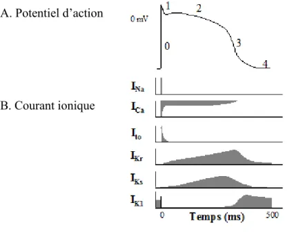 Figure 1.4: Les courants ioniques qui sous-tendent les potentiels d'actions ventriculaires humains