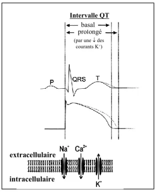 Figure 1.5: Relation entre l'intervalle QT, le potentiel d'action et les courants ioniques