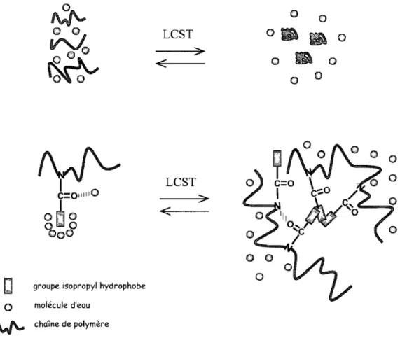 Figure 1.15: Solubilité du PiPrOx en dessous et au dessus de la LeST 