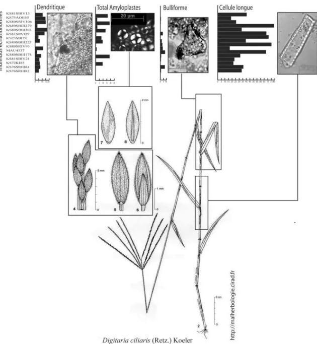 Fig. 1b : Eléments des organes végétaux représentés dans l’assemblage phytolithaire et amyloplastes (d’après Hayes 2005).