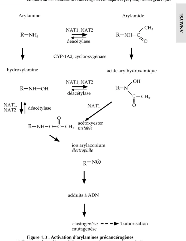 Figure 1.3 : Activation d’arylamines précancérogènes NAT : N-acétyl transférases, CYP : mono-oxygénase à cytochrome P450