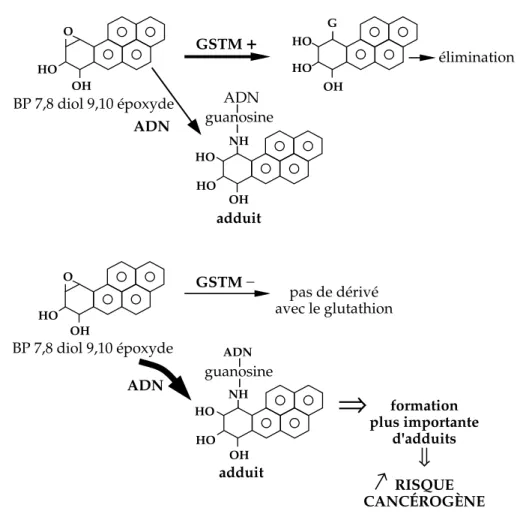Figure 2.3 : Limitation de la formation d’adduits à l’ADN par la GSTM BP : benzo[a]pyrène ; GSTM : glutathion S-transférase