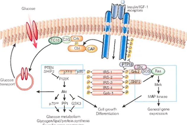 Figure 2. Signalisation intracellulaire du récepteur à l’insuline. Deux voies de signalisation sont activées par la liaison de l’insuline à son récepteur s la voie des MAP kinases, conduisant à la croissance cellulaire et à la transcription de gènes, et la