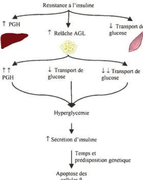 Figure 3. Effets de la résistance périphérique à l’insuline. Les trois tissus insulino-sensibles participent à l’hyper glycémie engendrée par la résistance.
