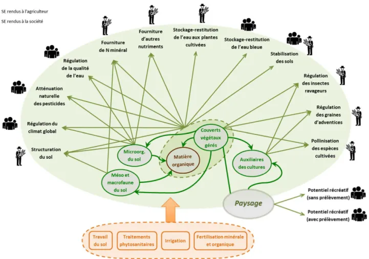 Figure 3. Principales relations entre les SE via les composantes de la biodiversité 