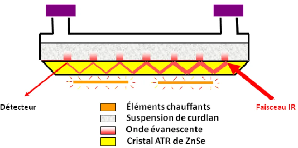 Figure 1.4  Schéma du montage ATR à température variable. 