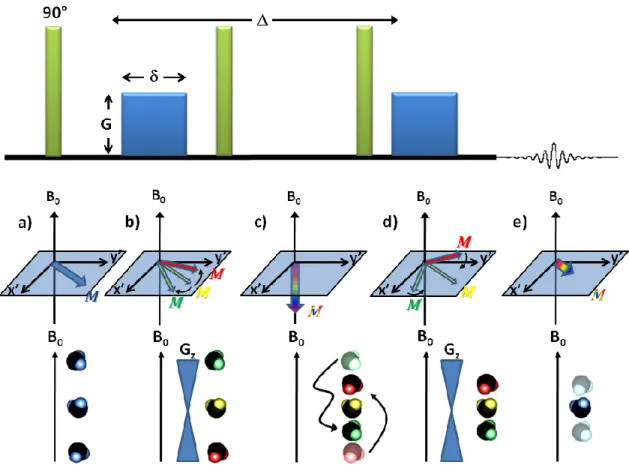 Figure 1.8  Séquence  de  l’écho  stimulé  dans  un  système  avec  diffusion.  