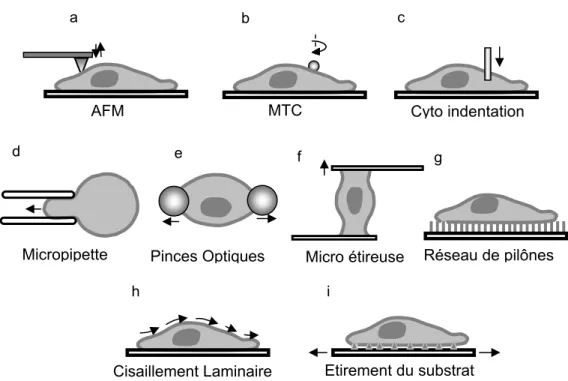 Figure 1.5 : Représentation schématique des différentes techniques utilisées  pour mesurer les propriétés mécaniques cellulaires