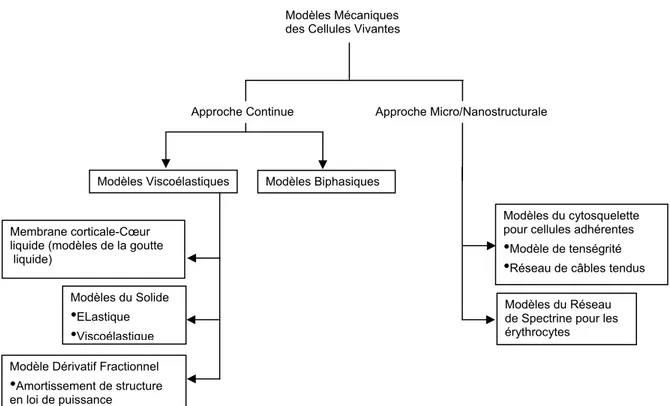 Figure 1.6 : Représentation générale des modèles mécaniques des cellules vivantes 