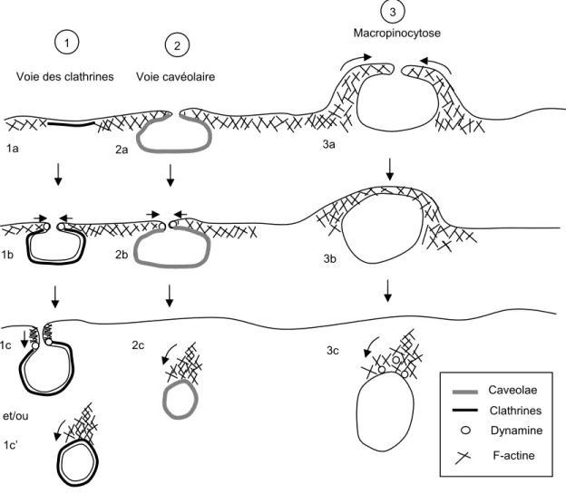 Figure 1.7 : Représentation schématique des différentes fonctions de l’actine dans les  différentes voies d’endocytose