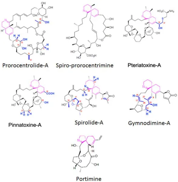Figure  1 :  Structures  chimiques  de  toxines  marines  appartenant  aux  différentes  familles  d’imines cycliques (modifié d’après Molgo et al., 2017)  