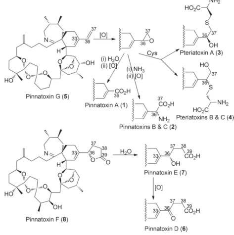 Figure 4 : Voies métaboliques des PnTX et des PtTX proposées par Selwood et al. (2010) 