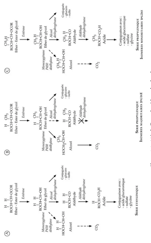 Figure 1.1 : Métabolisme des éthers de glycol