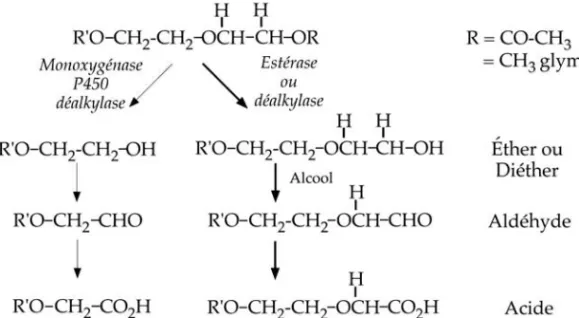 Figure 1.2 : Métabolisme des diéthers de glycol et des « glymes »