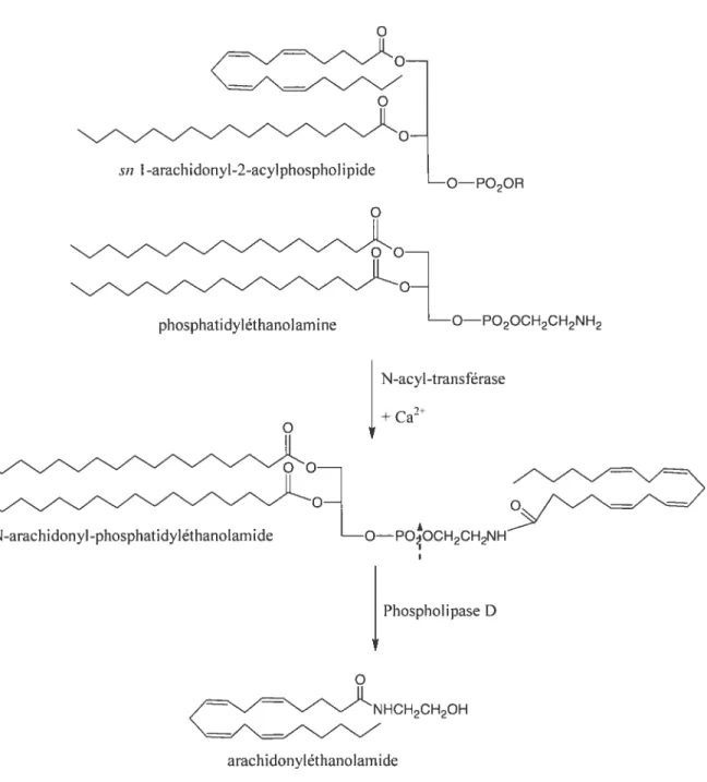 Figure 3. Schéma de la synthèse de l’anandarnide (arachidonyléthanolarnide, AEA) à partir de deux molécules phospholipidiques(5$;66).
