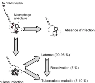 Figure 1.1 : Représentation schématique de l’histoire naturelle de l’infection par M. Tuberculosis