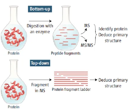 Figure 1. Figure illustrant l’approche «bottom-up» et «top-down» pour  l’identification des protéines [6].