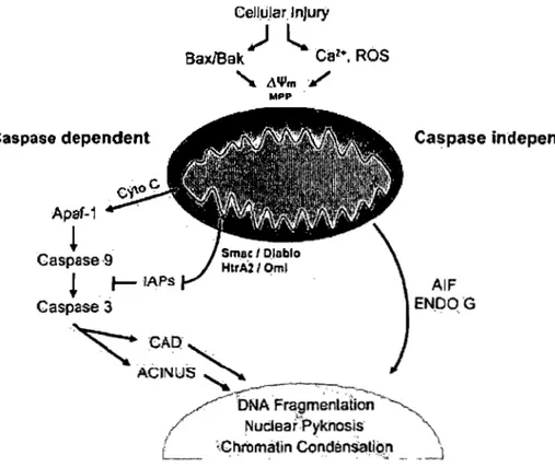 Figure  4:  Représentation  de  la  voie  apoptotique  caspase-dépendante  et  caspase- caspase-indépendante