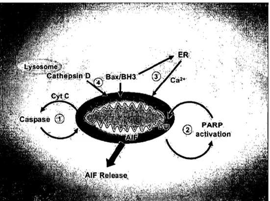 Figure 5 : Mécanismes possibles conduisant à la libération de  l' AIF par la mitochondrie